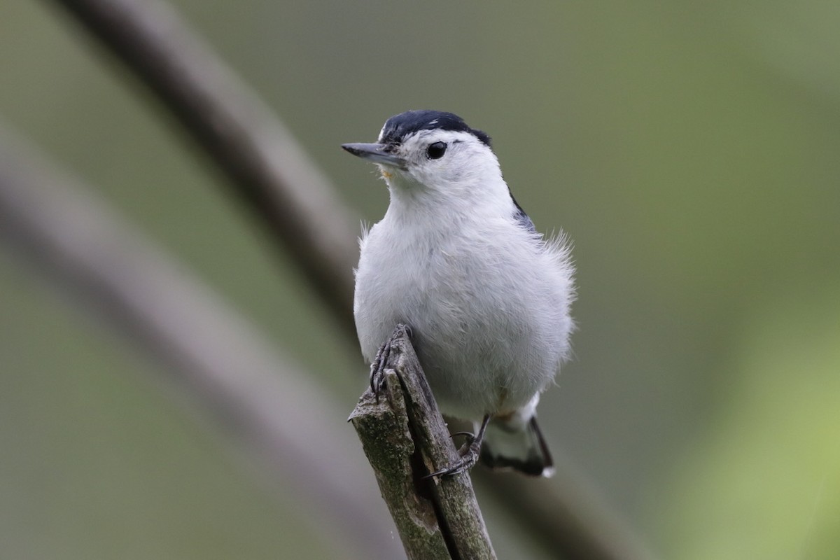 White-breasted Nuthatch - ML619112779