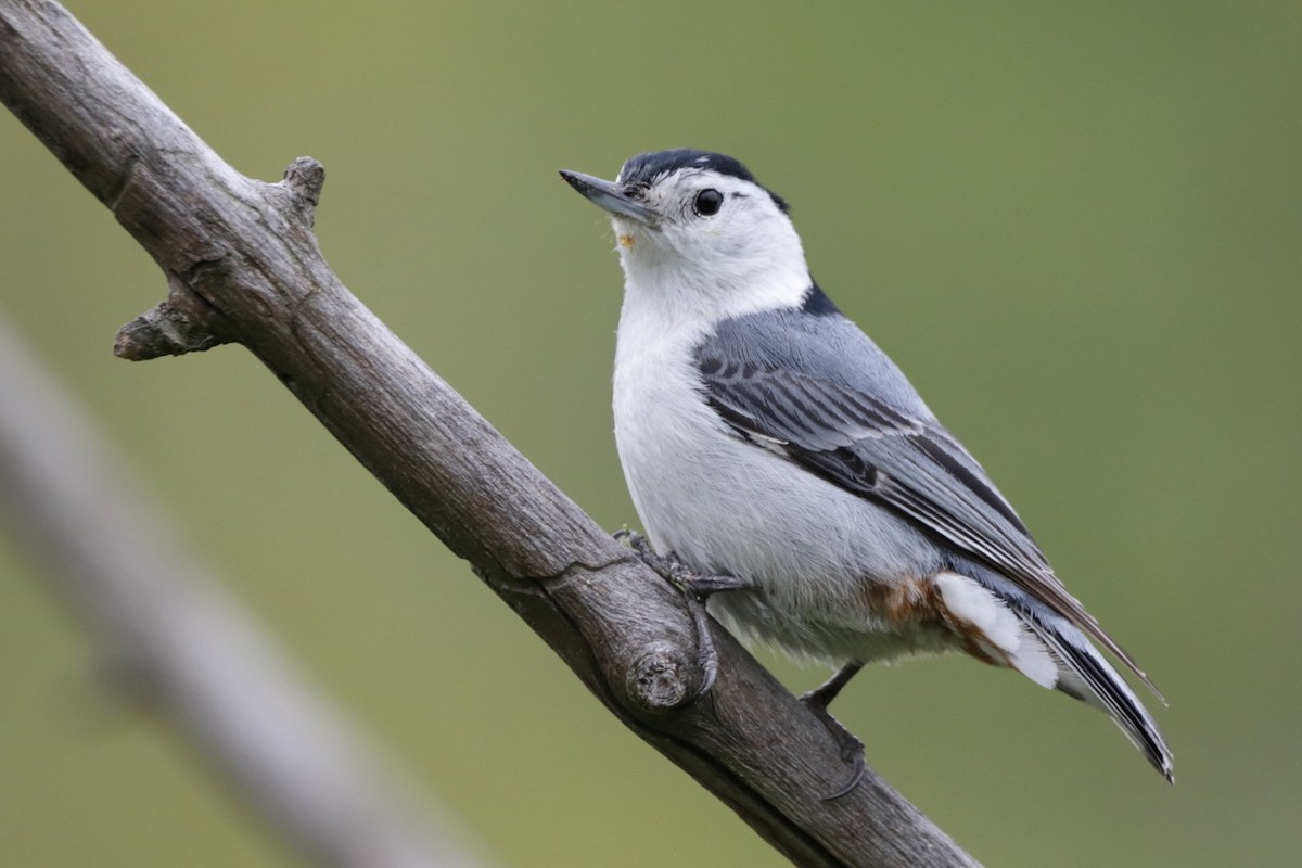 White-breasted Nuthatch - ML619112781