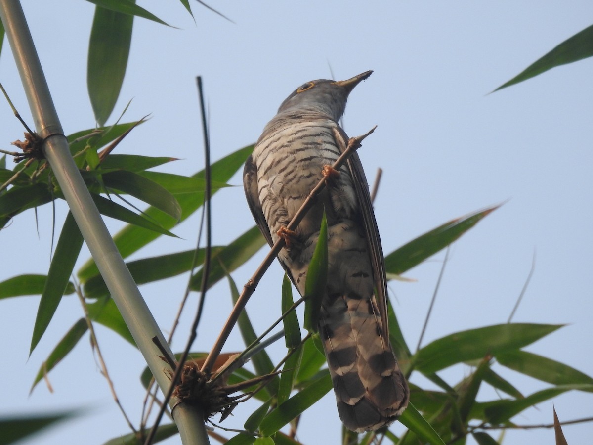 Indian Cuckoo - ML619112831