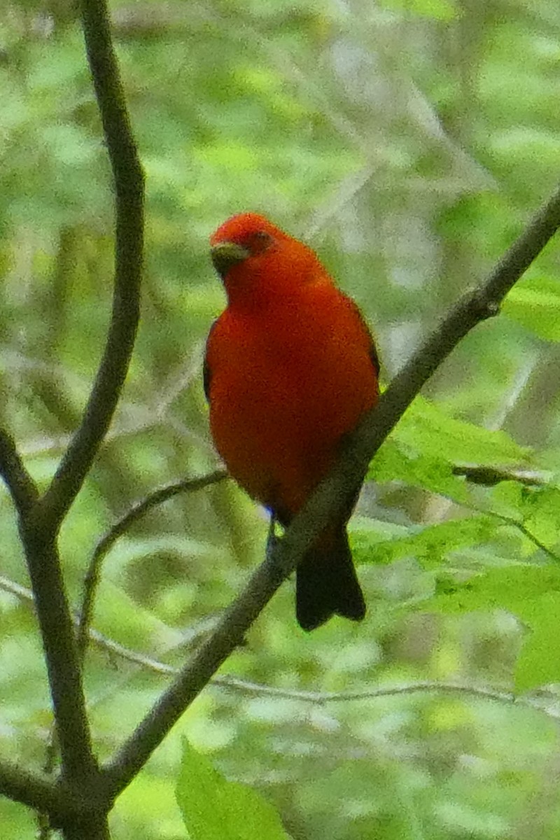 Scarlet Tanager - ML619112873