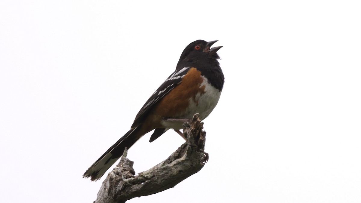 Spotted Towhee - ML619112883