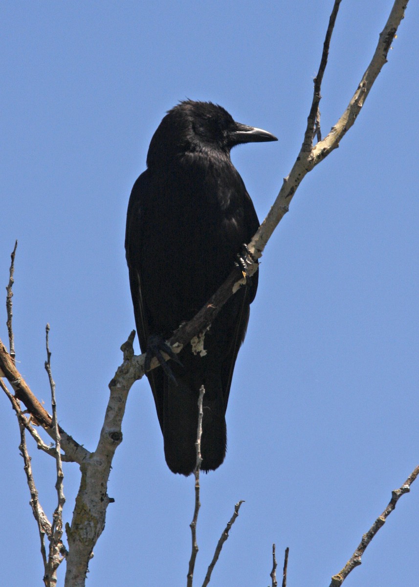 American Crow - ML619112907
