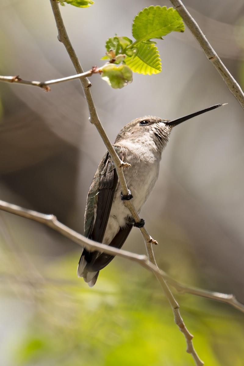 Black-chinned Hummingbird - ML619112916