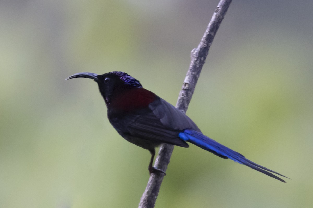 Black-throated Sunbird - ML619112920
