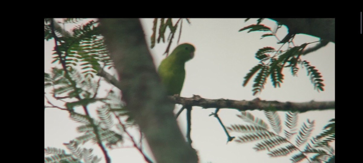 Папуга-горобець панамський - ML619112970