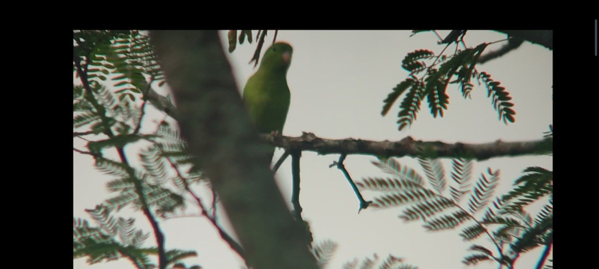 Очковый воробьиный попугайчик - ML619112972