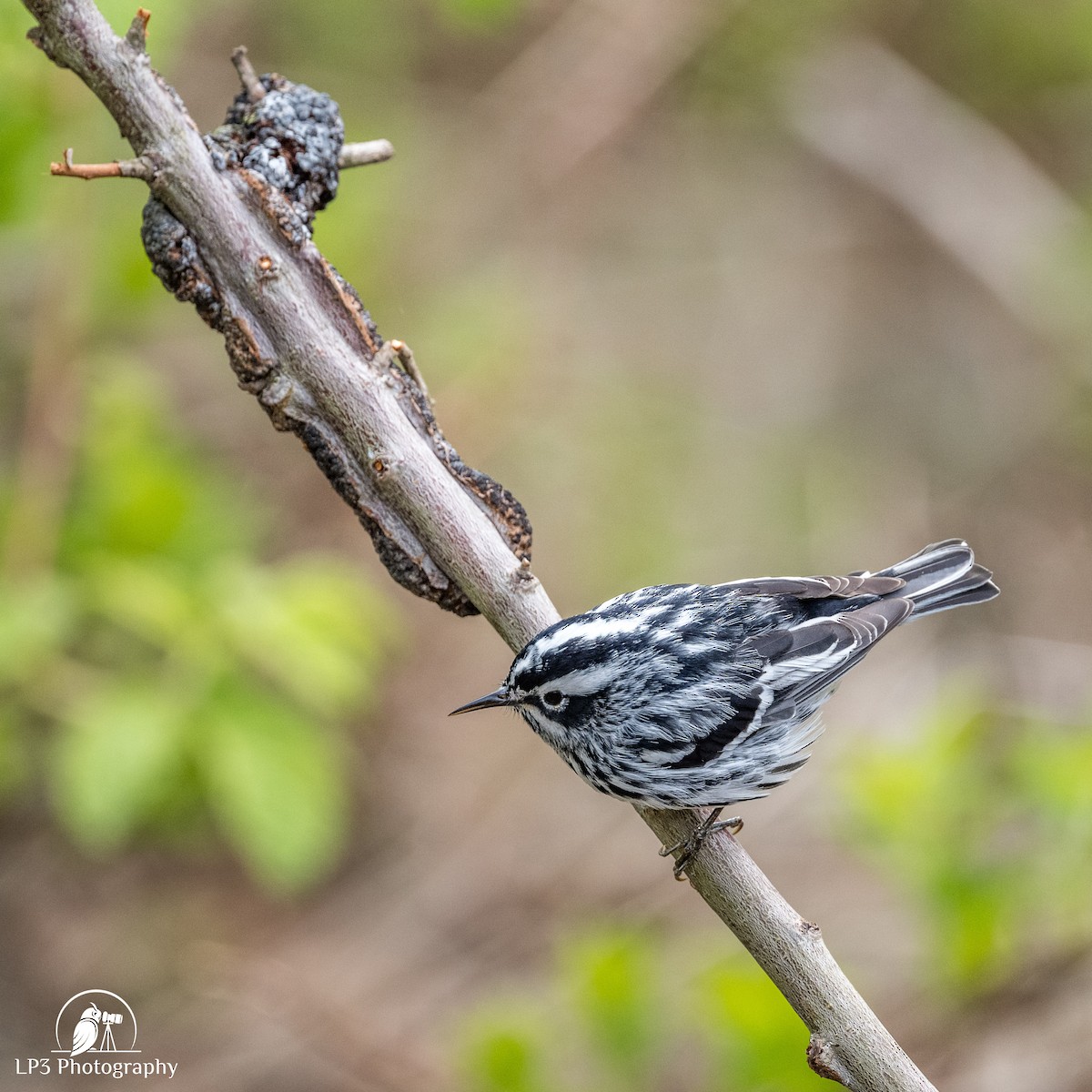 Black-and-white Warbler - ML619112993