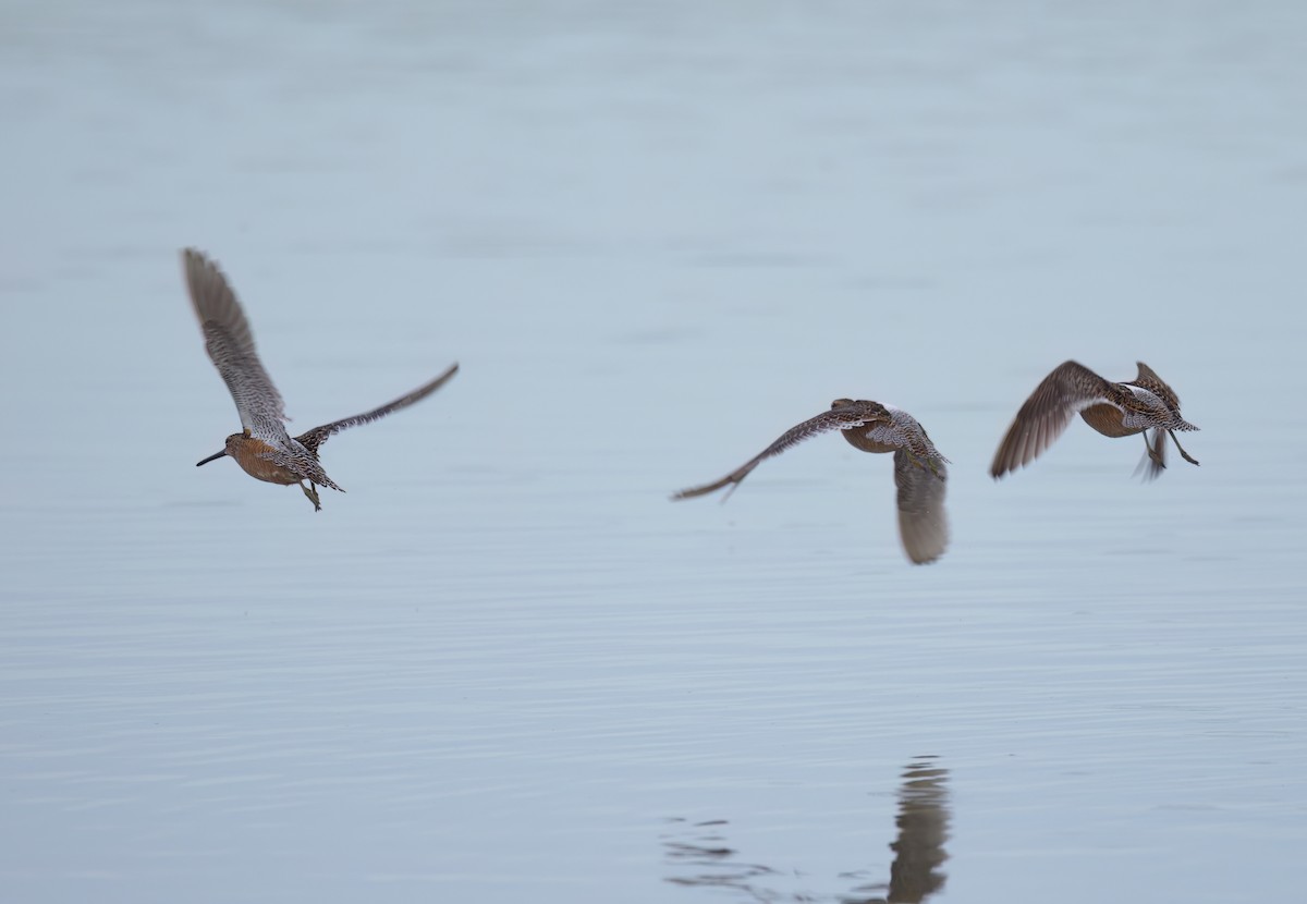Long-billed Dowitcher - ML619112995