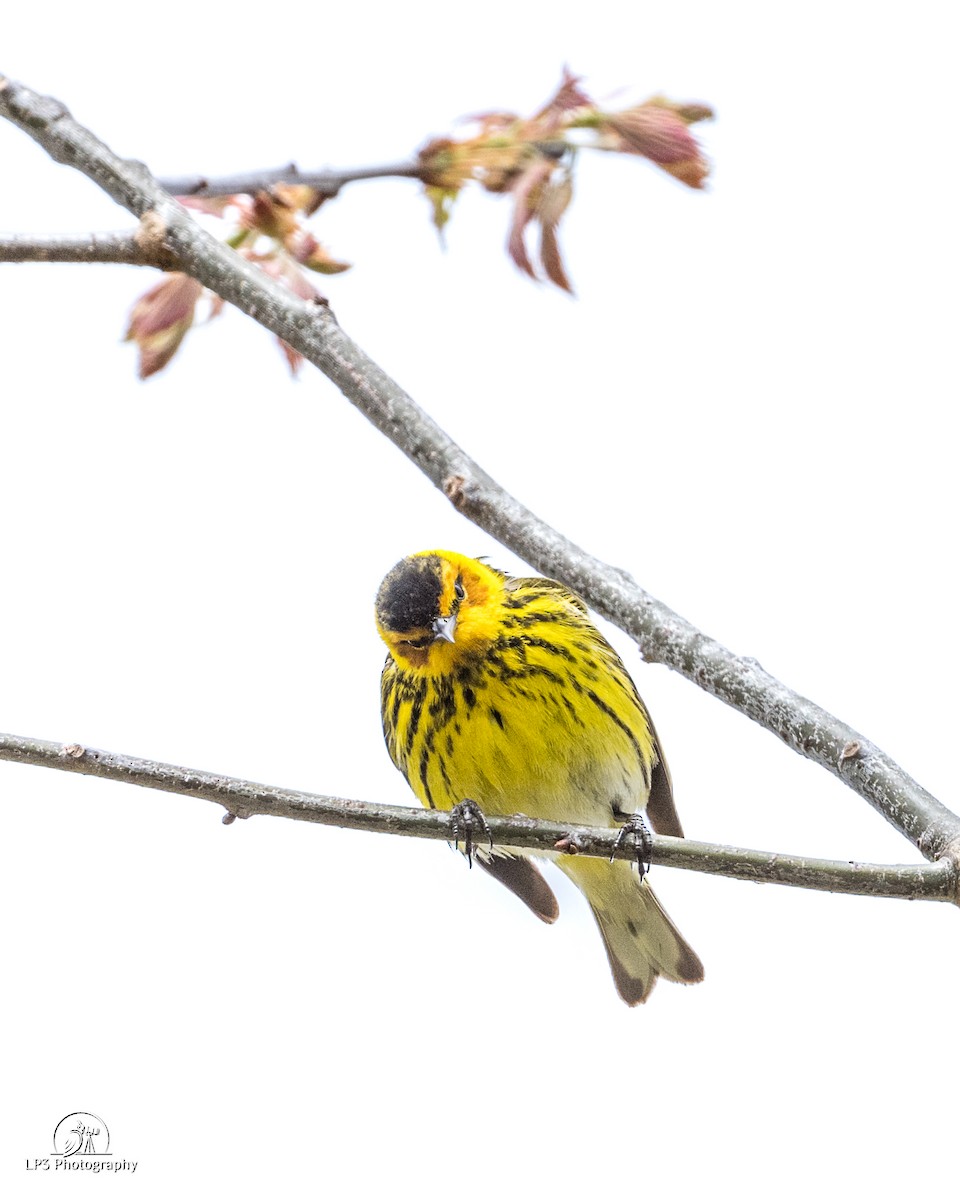 Cape May Warbler - ML619113001