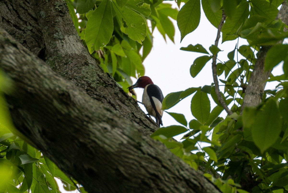 Red-headed Woodpecker - ML619113029