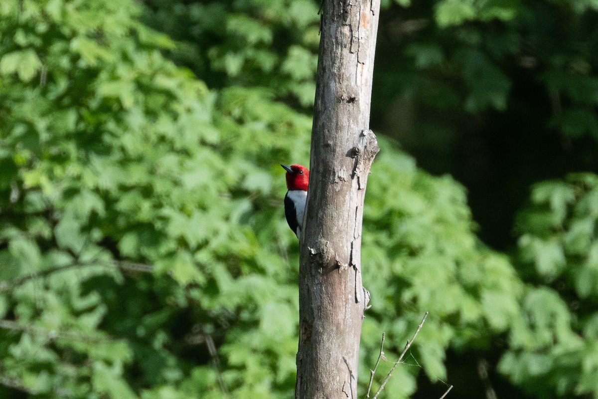Red-headed Woodpecker - ML619113030