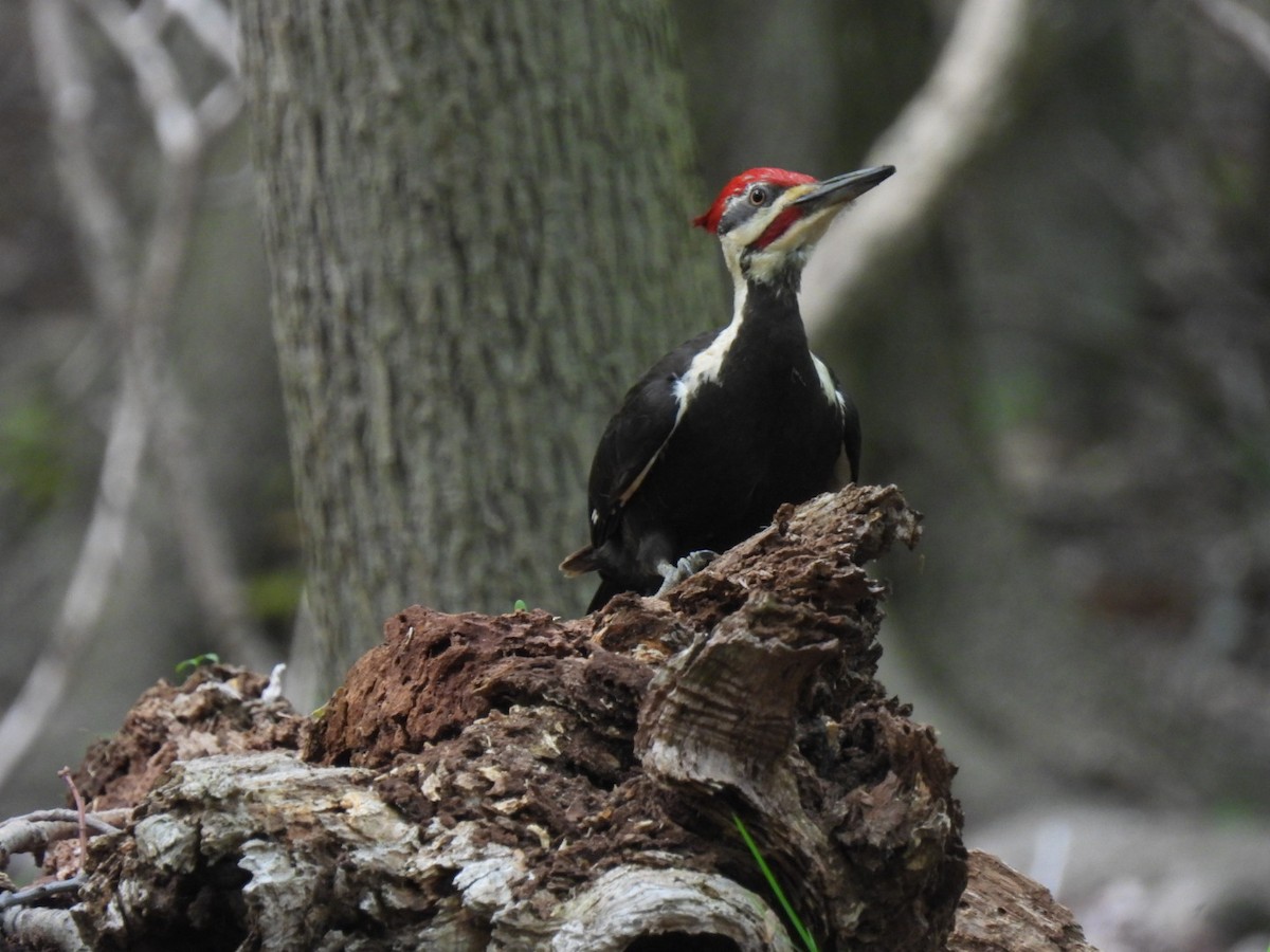 Pileated Woodpecker - ML619113036