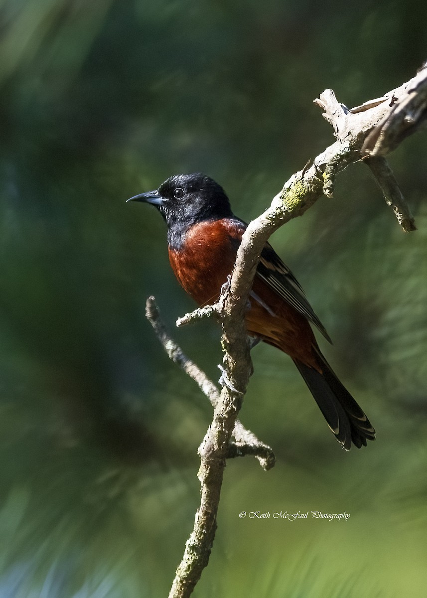 Orchard Oriole - ML619113080