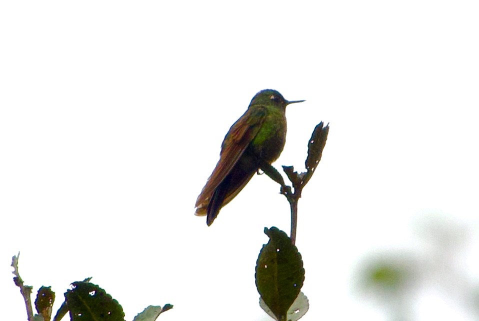 Coppery Metaltail - ML619113093