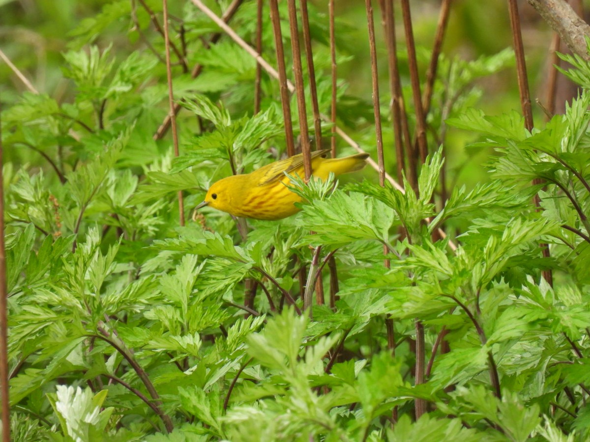 Yellow Warbler - ML619113099