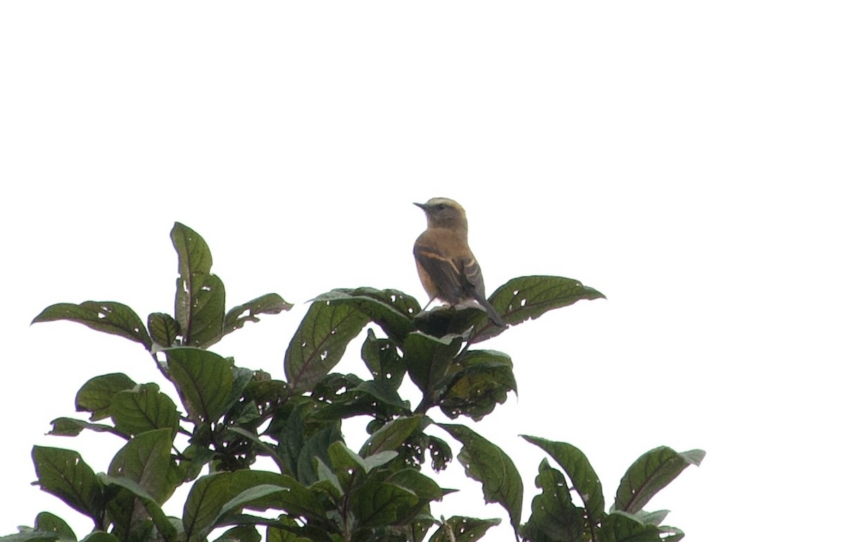 Brown-backed Chat-Tyrant - ML619113118