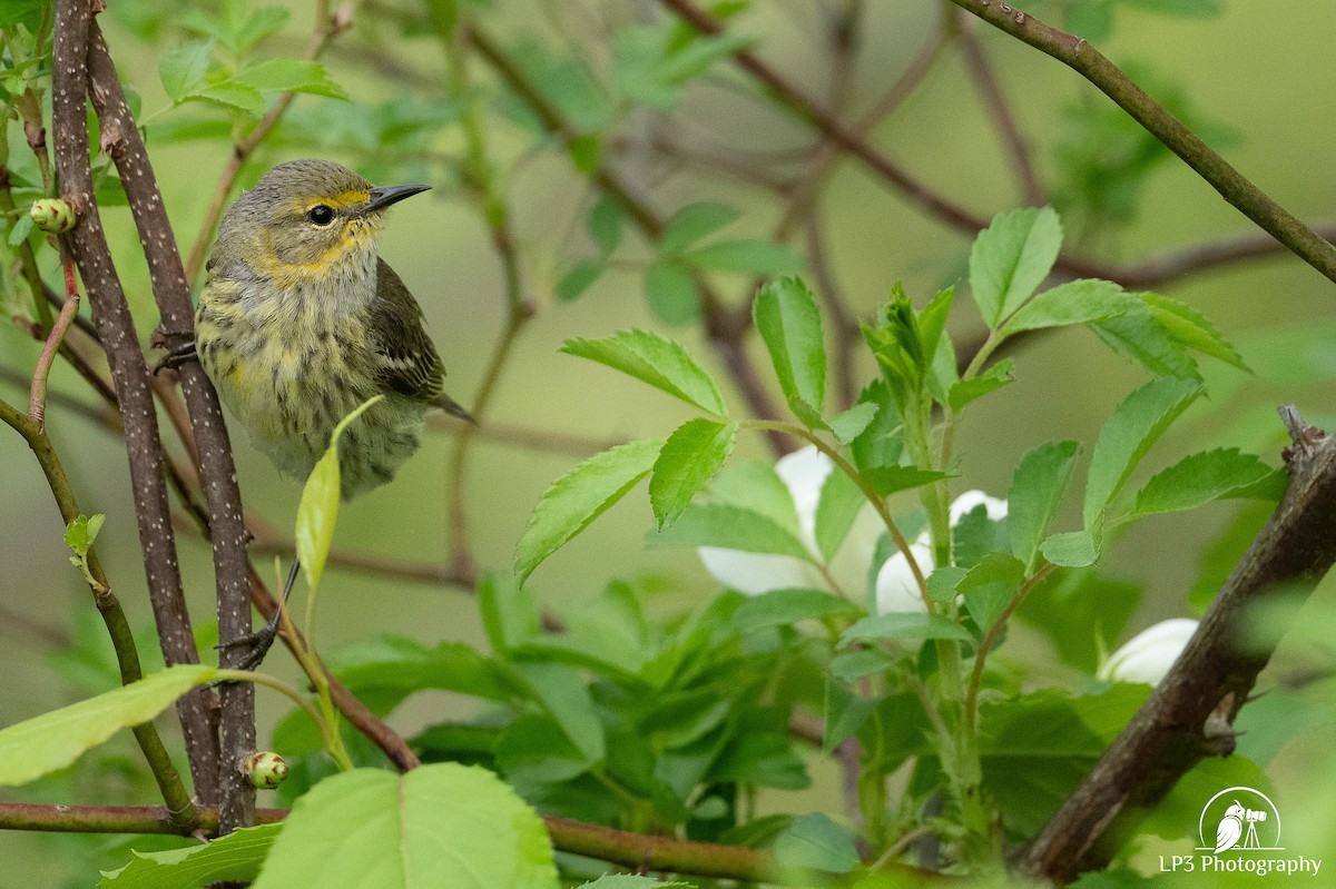 Cape May Warbler - ML619113126