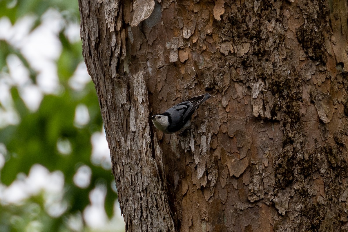 White-breasted Nuthatch - ML619113135