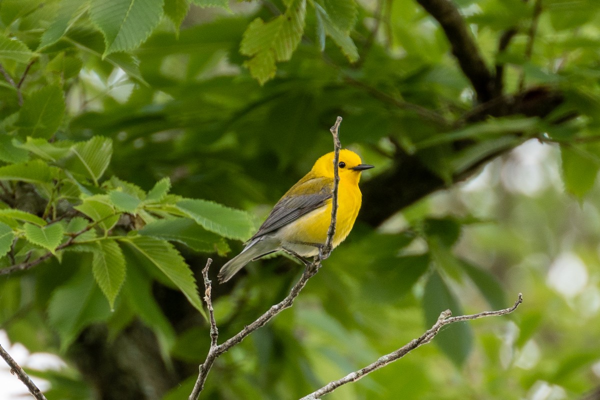 Prothonotary Warbler - ML619113169
