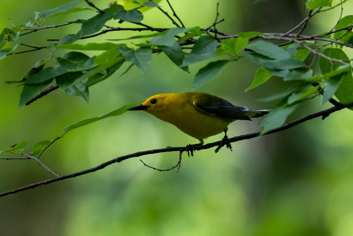 Prothonotary Warbler - ML619113170
