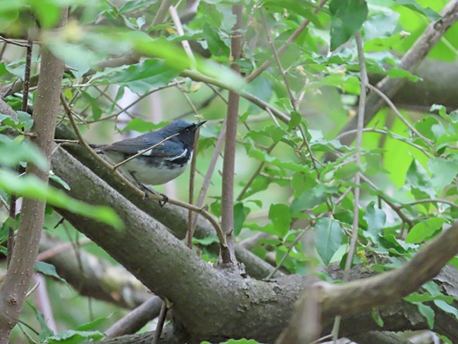 Black-throated Blue Warbler - ML619113191