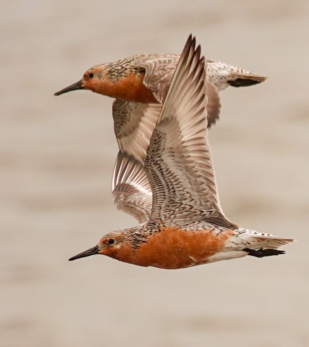 Red Knot - ML619113202