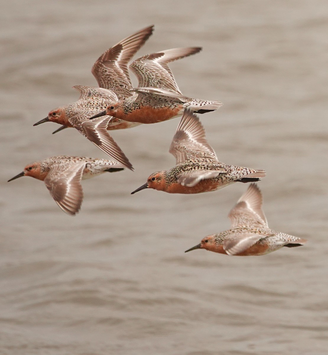 Red Knot - ML619113203