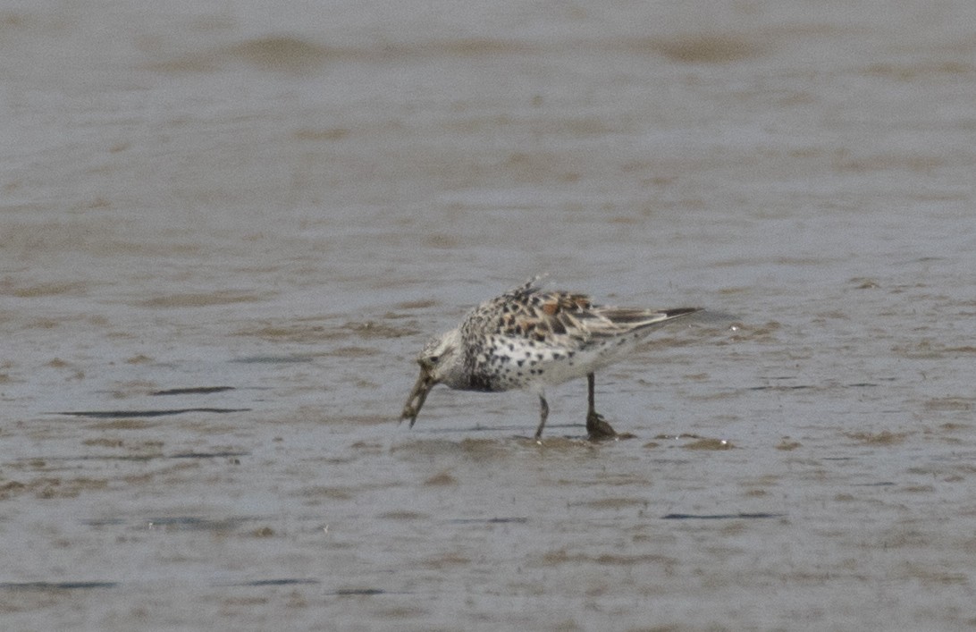Great Knot - ML619113250