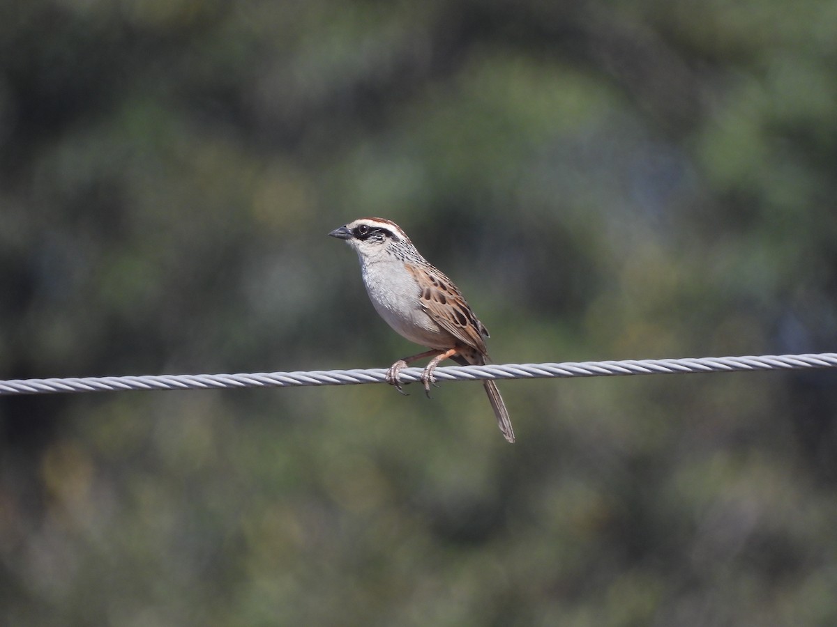 Striped Sparrow - ML619113258