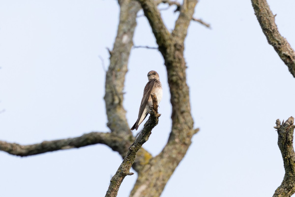 Northern Rough-winged Swallow - ML619113276