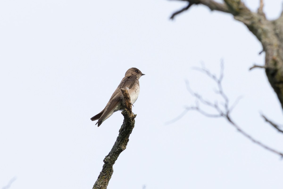 Northern Rough-winged Swallow - ML619113281