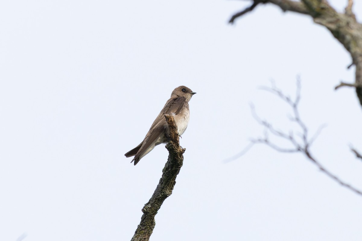 Northern Rough-winged Swallow - ML619113284