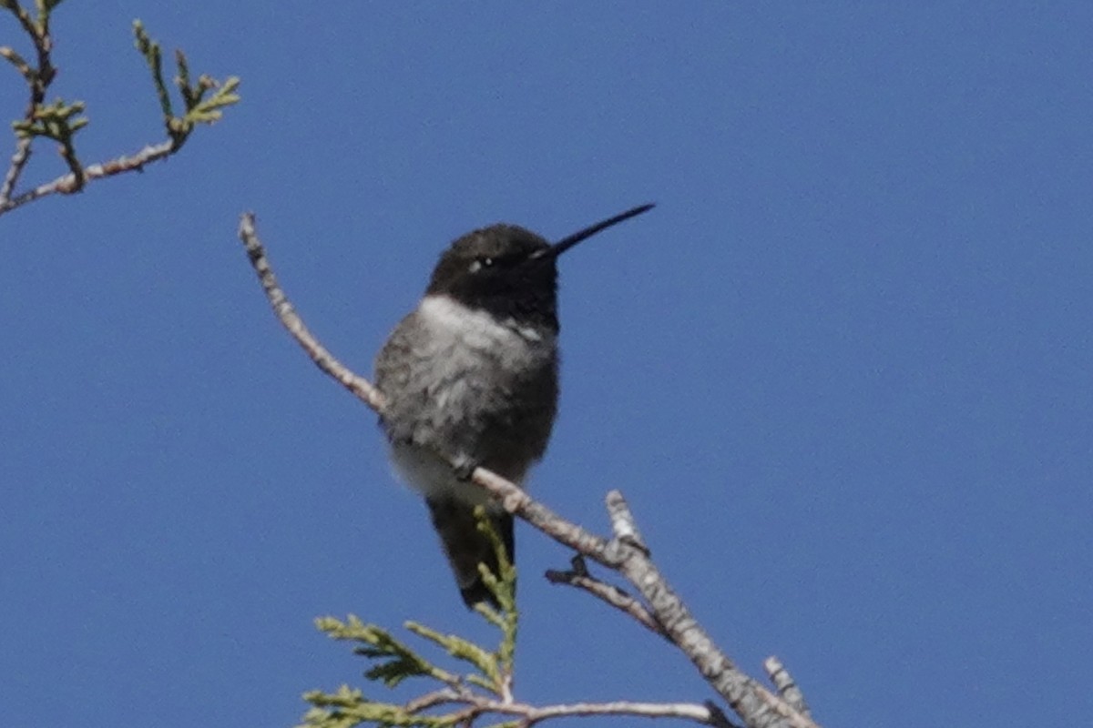 Black-chinned Hummingbird - ML619113298