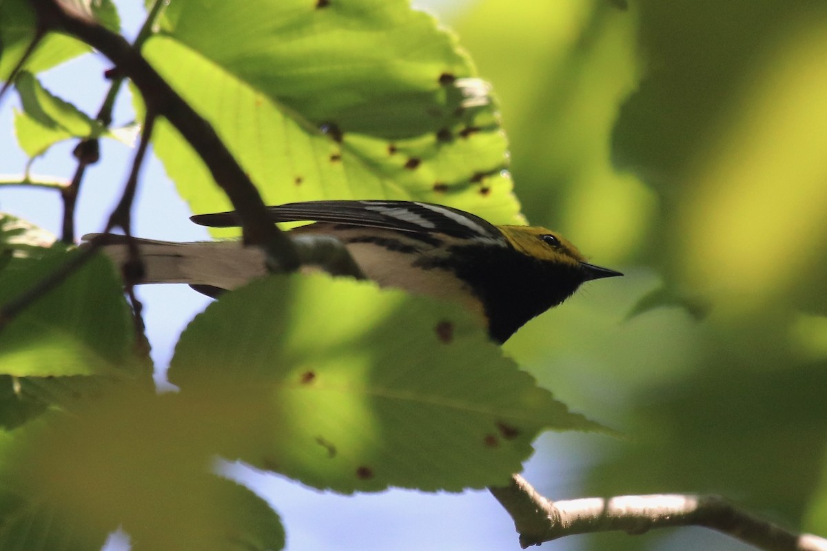 Black-throated Green Warbler - ML619113301