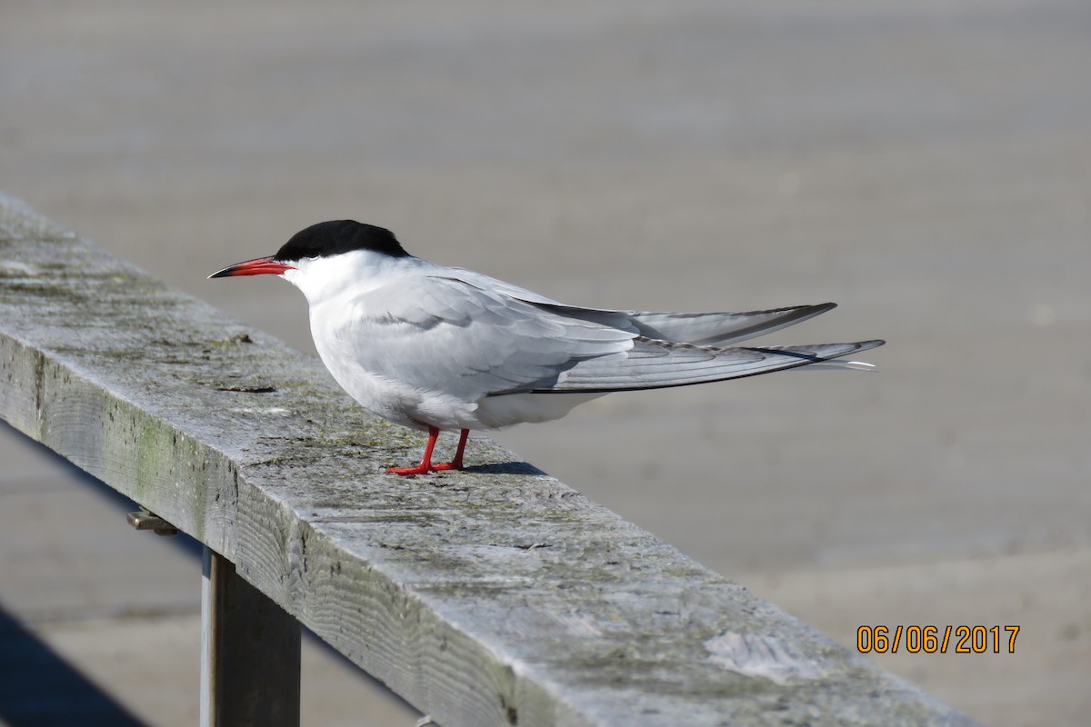 Common Tern - Paul Wolter