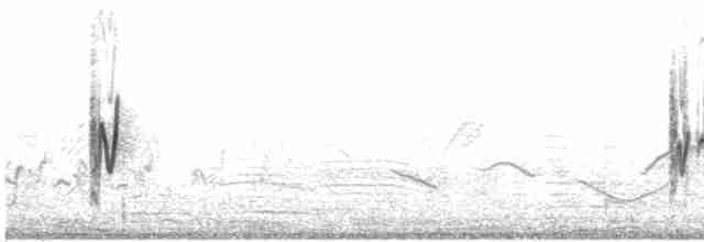 Короткохвостый кромбек (brachyura/carnapi) - ML619113312