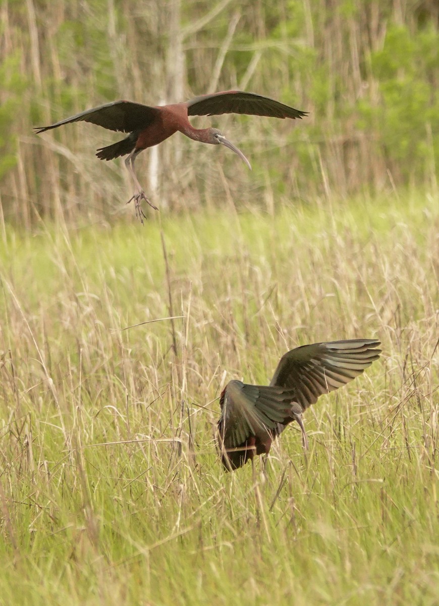 ibis hnědý - ML619113331