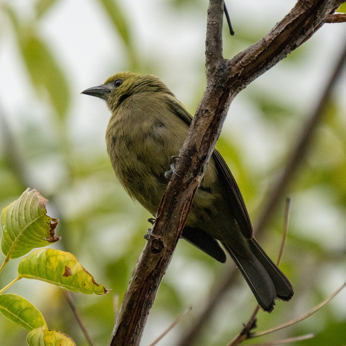 Palm Tanager - ML619113334