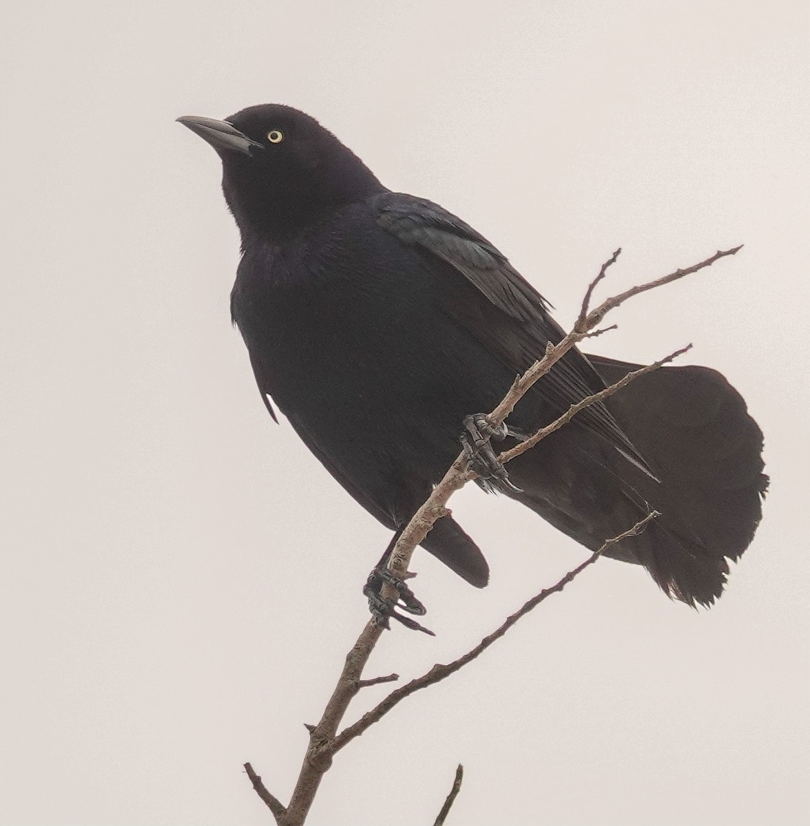 Boat-tailed Grackle - ML619113354