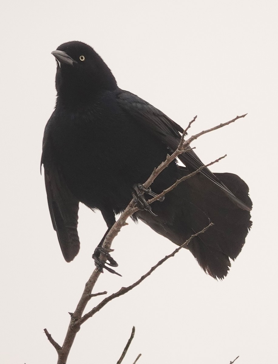 Boat-tailed Grackle - ML619113355