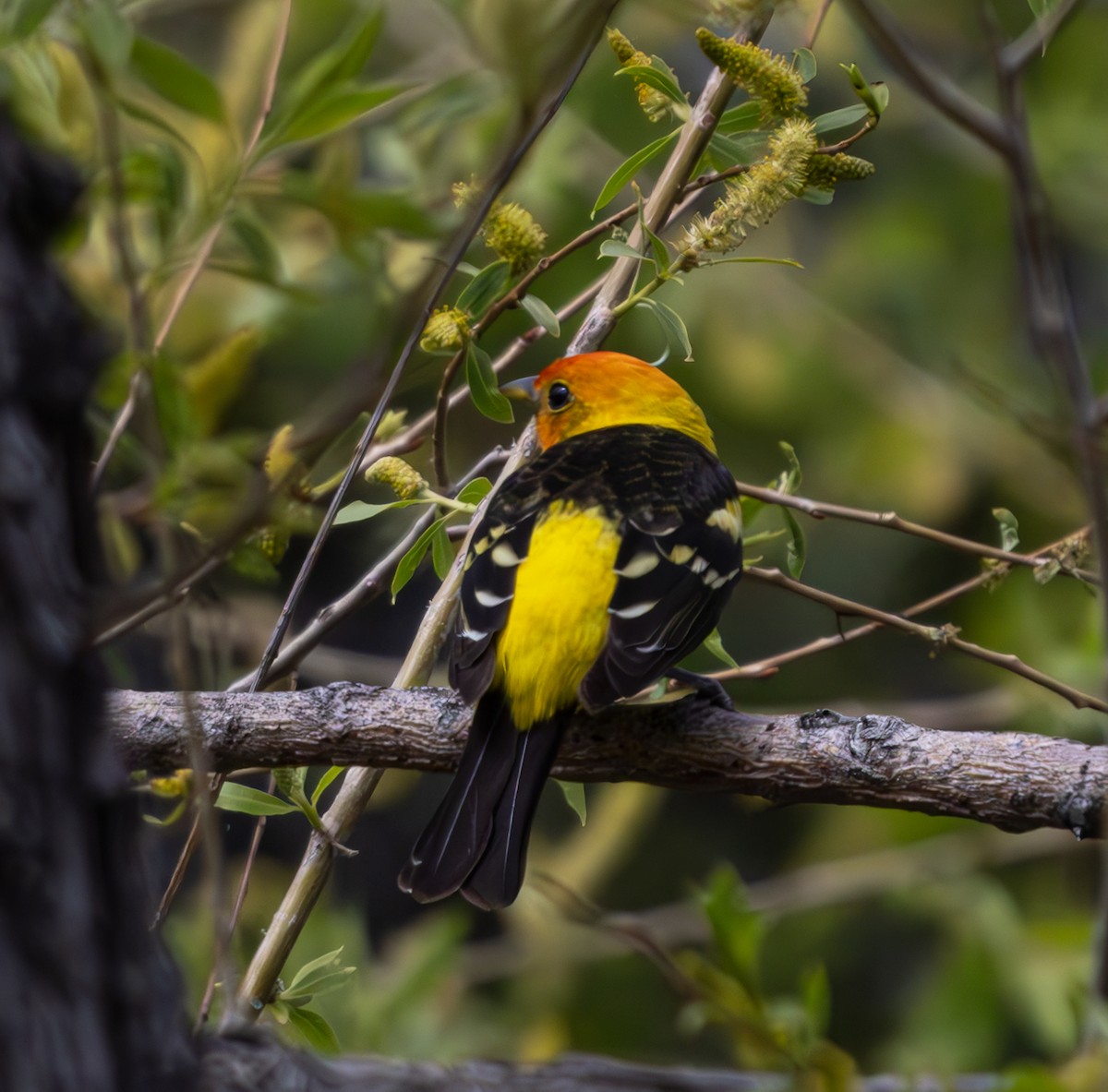 Western Tanager - ML619113373