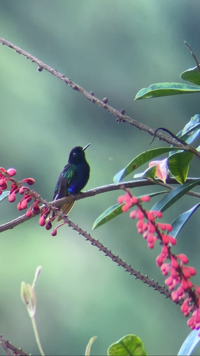 kolibřík hyacintový - ML619113403