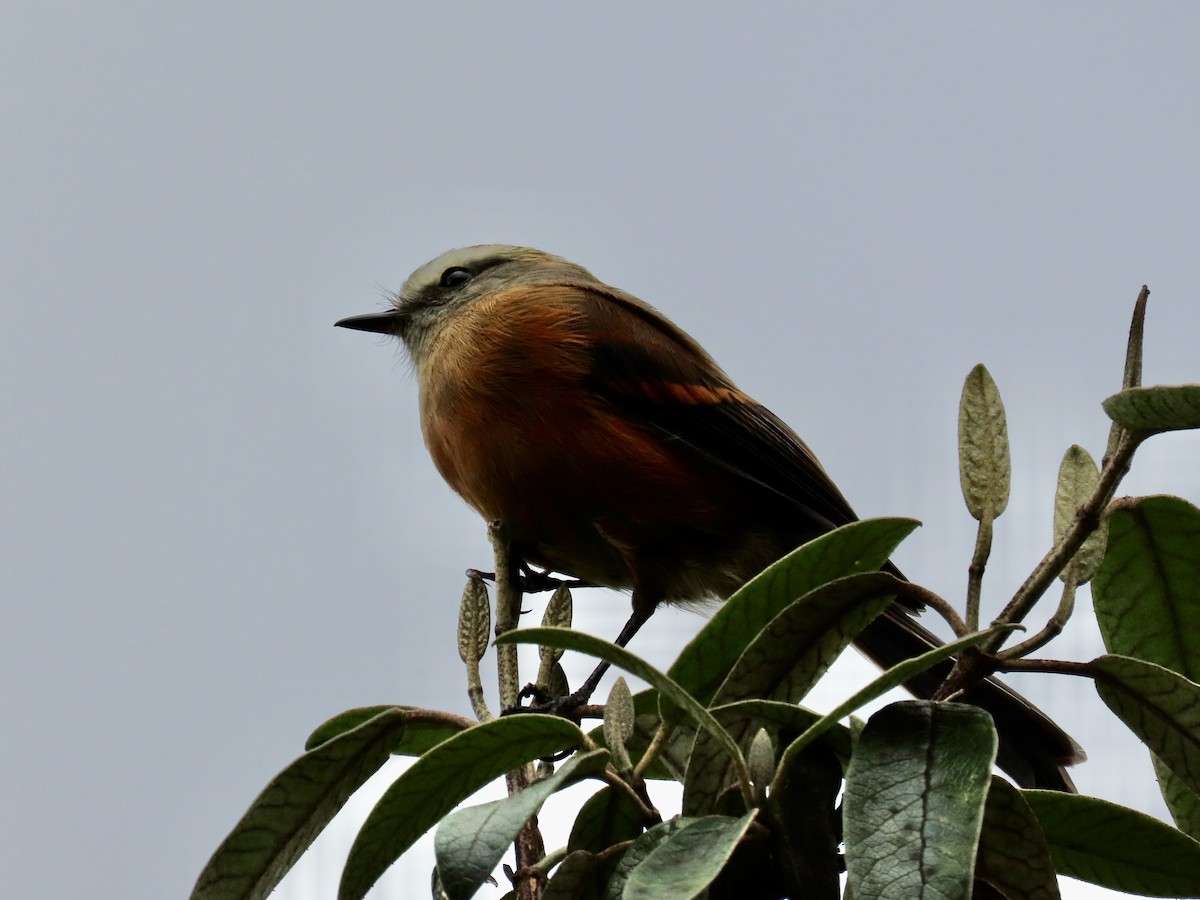 Brown-backed Chat-Tyrant - ML619113412
