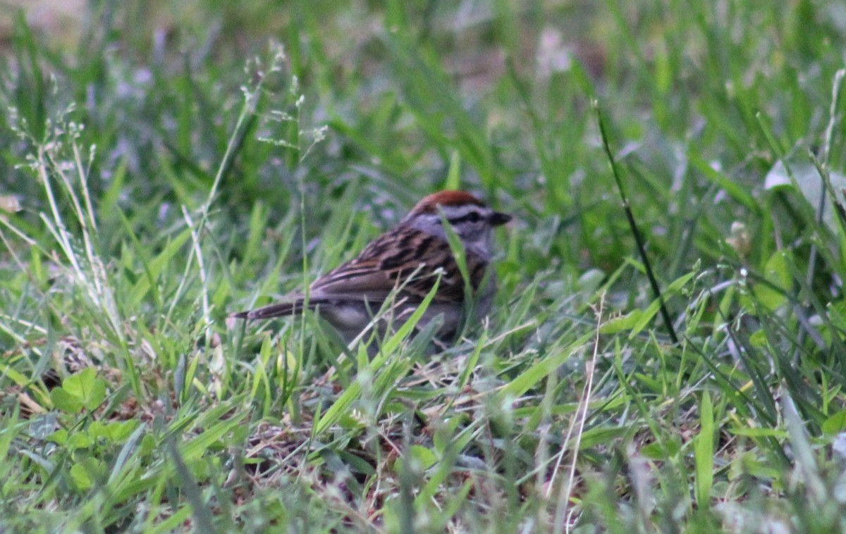 Chipping Sparrow - ML619113425