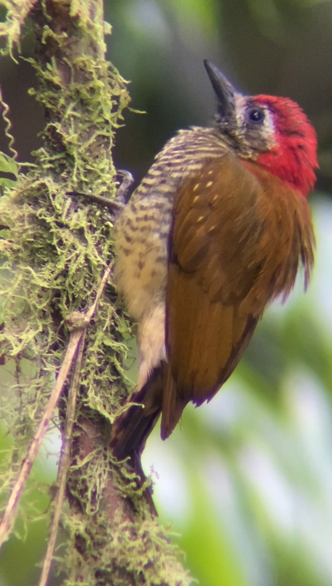 Yellow-vented Woodpecker - ML619113443