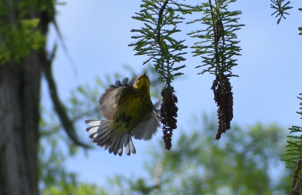 Cape May Warbler - ML619113551