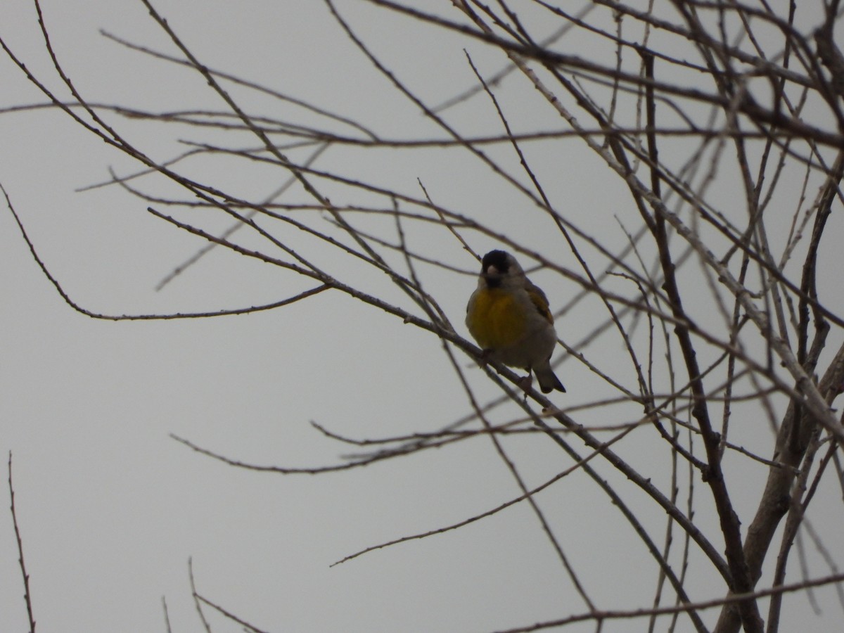 Lawrence's Goldfinch - ML619113607
