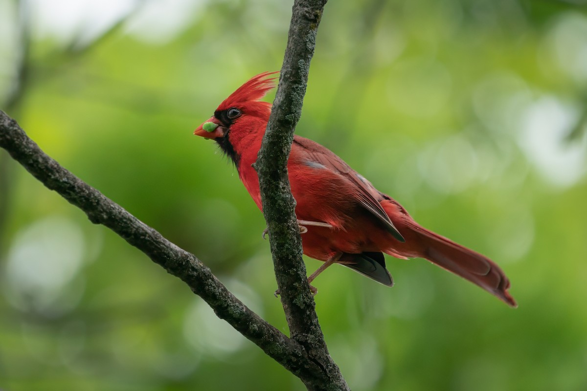 Cardinal rouge - ML619113617
