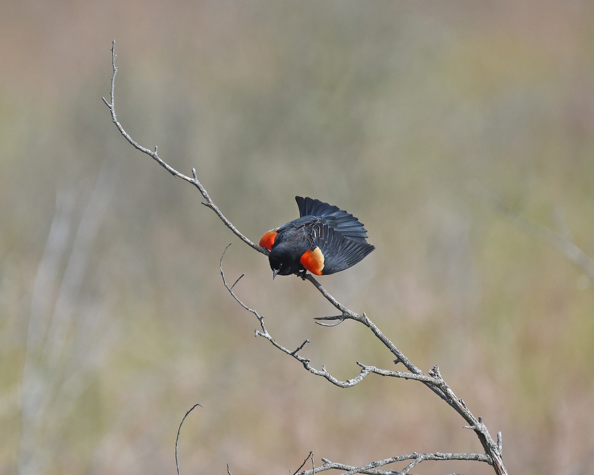 Red-winged Blackbird - ML619113640