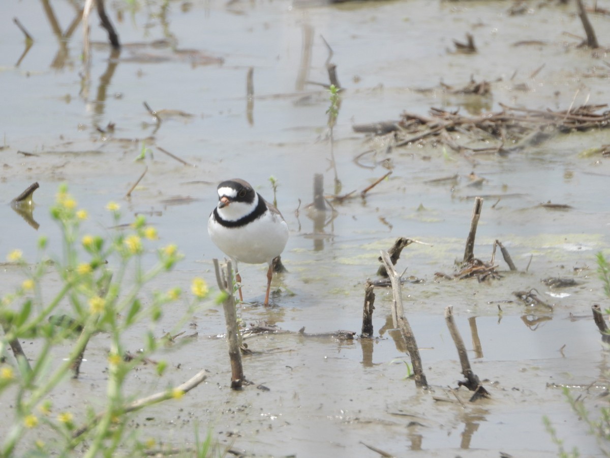 Semipalmated Plover - ML619113656